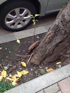 121112 Streets of Yokohama 14b